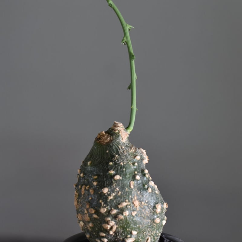 アデニア グロボーサ【塊根部が大きくゴツゴツした人気の優良株