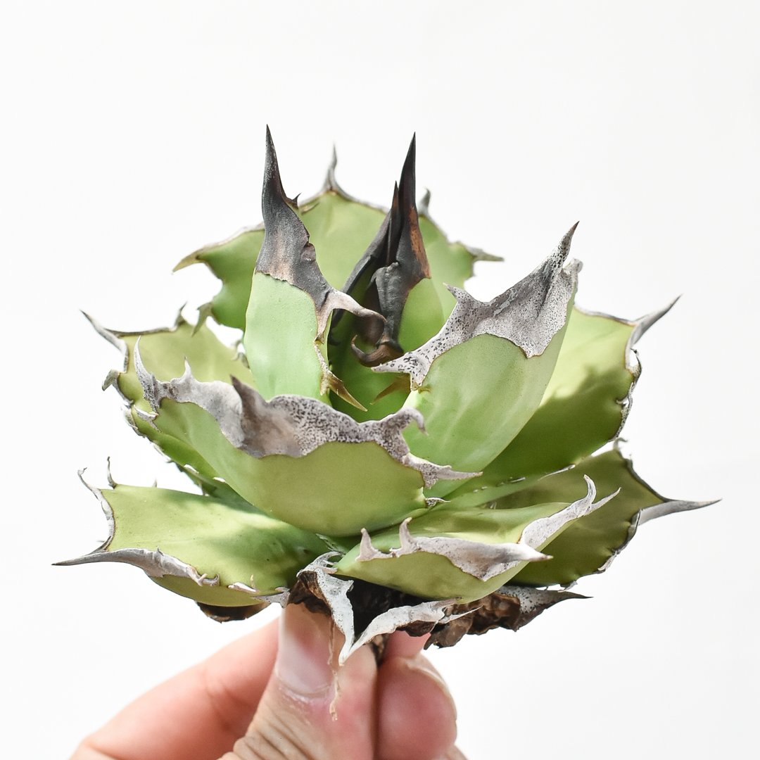 アガベ チタノタ DENNIS040 デニス040 