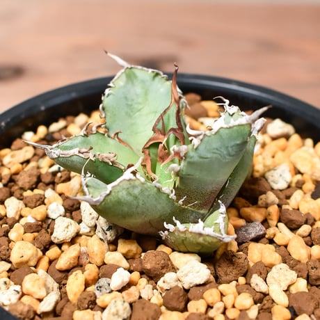 CATEGORY チタノタ シャークソウイ | RAFLUM / ラフラム｜東京、大阪の