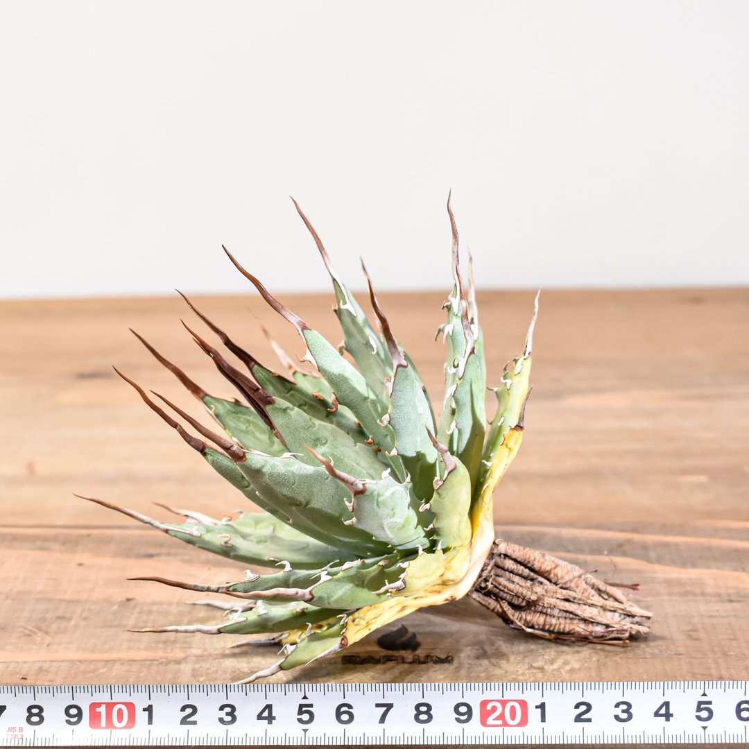 アガベ Dennis hybrid 妖炎X甲妖 /エボリスピナ×（イシスメンシス