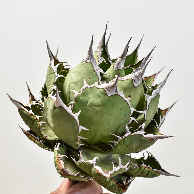 アガベ チタノタ 