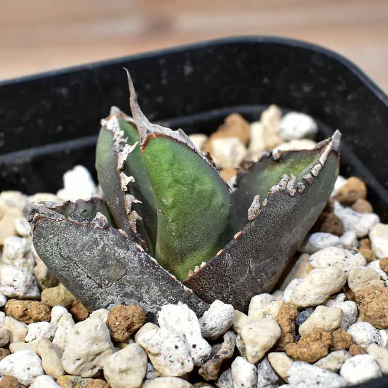 アガベ チタノタ 