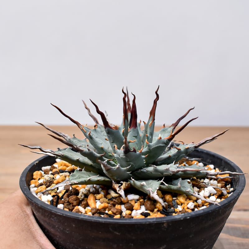 アガベ Dennis hybrid 妖炎X甲妖 /エボリスピナ×（イシスメンシス