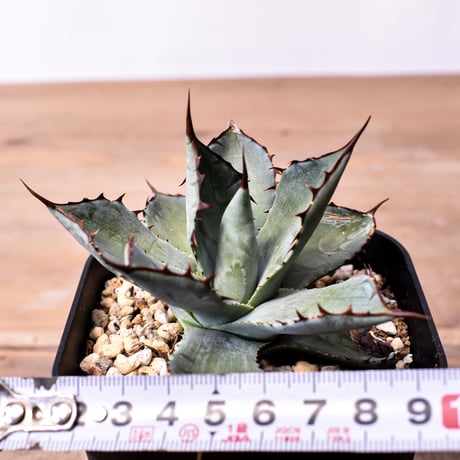 アガベ ハイブリット （パラサナ、イシスメンシス）× 曙光【台湾botanical_seeker産】G RF25011567