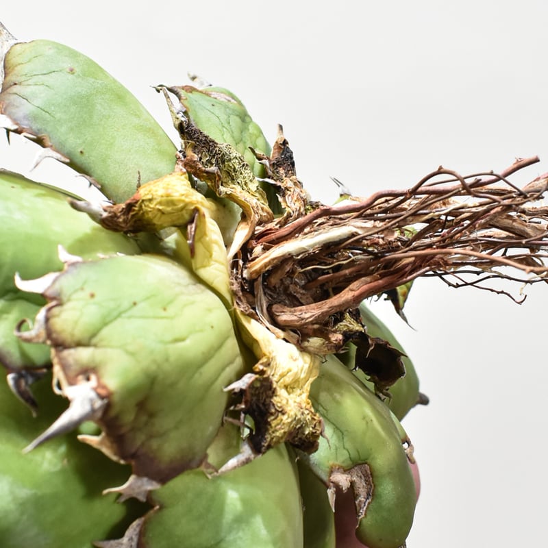 アガベ チタノタ 