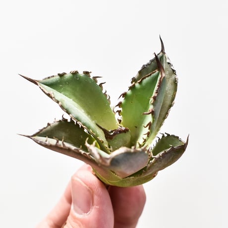 アガベ チタノタ  DENNIS040 "キングアーサー同血統"  【台湾産/抜き苗/子株】B DS2400521