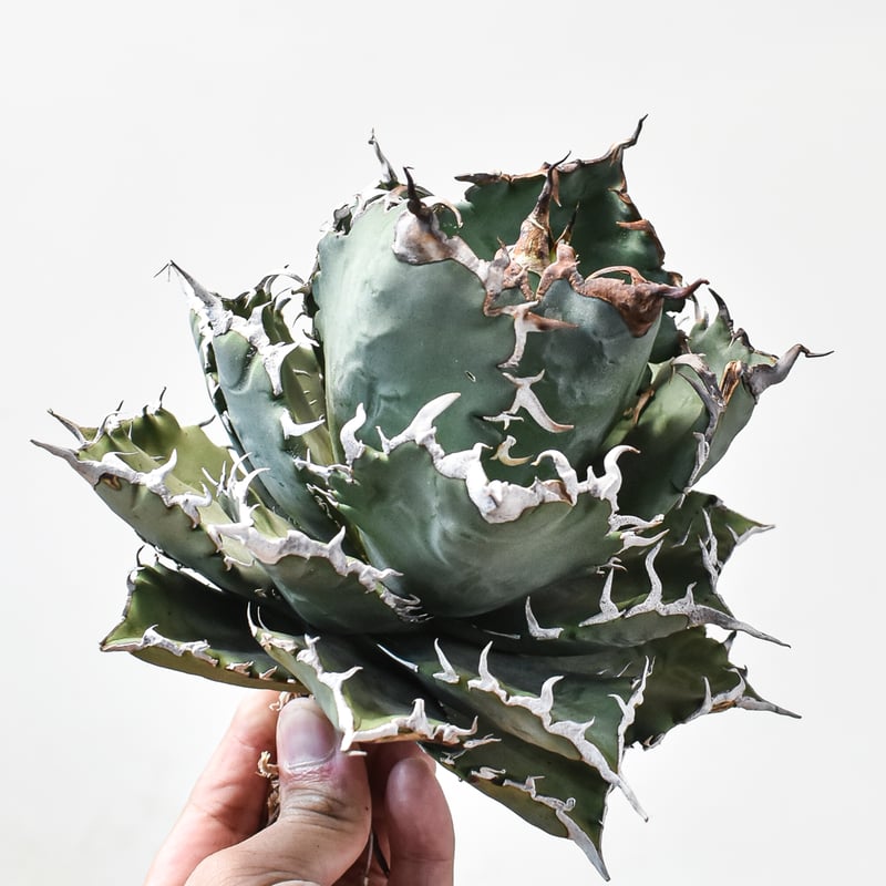 アガベ チタノタ ソーラーエクリプス 