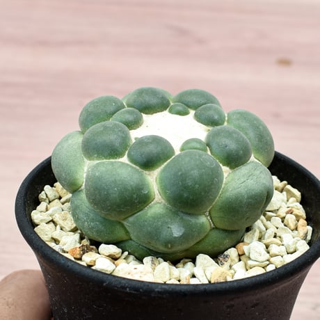 コリファンタ 刺無象牙丸 【カキ仔】RFHK-302