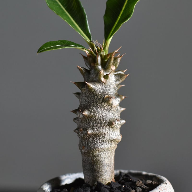 超希少 パキポディウム バロニー ダブルヘッド ツーヘッド 分頭 発根済