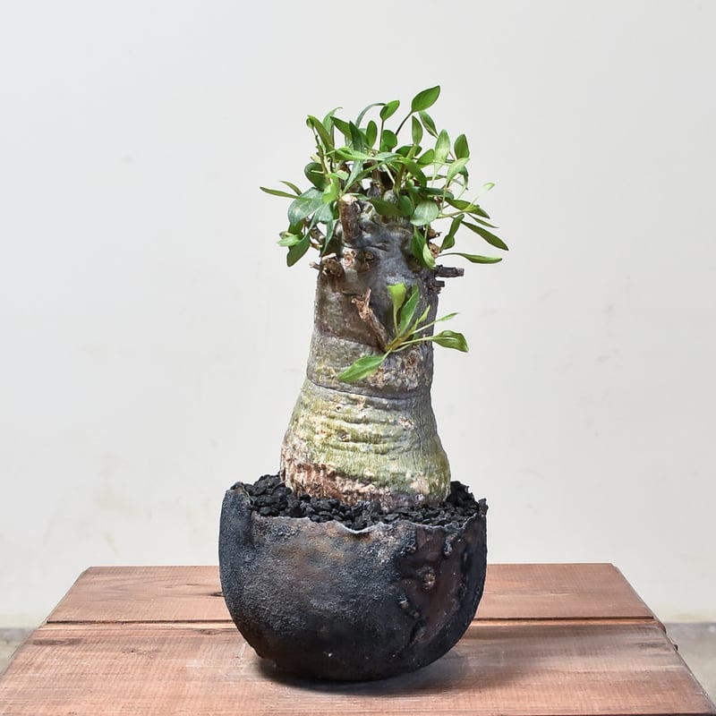 フォークイエリア コルムナリス 