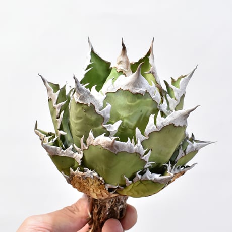 アガベ チタノタ "精品レッドキャットウィーズル" / 精品赤猫 , 精品紅猫  【台湾 dragon agave産/中株/抜き苗】D09 DG25010435