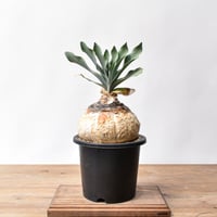 ペラルゴニウム トリステ 【発根済】A | RAFLUM / ラフラム｜東京