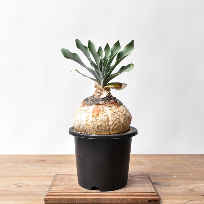 ブーファン ハエマンソイデス 