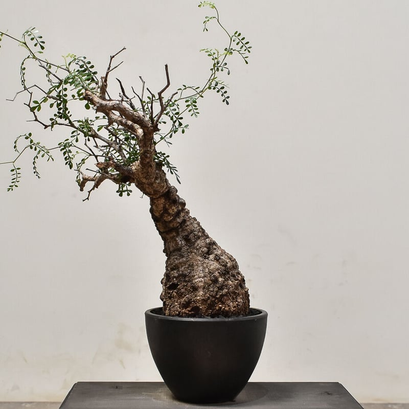 オペルクリカリア パキプス （発根済み）RF231573 | RAFLUM / ラフラム