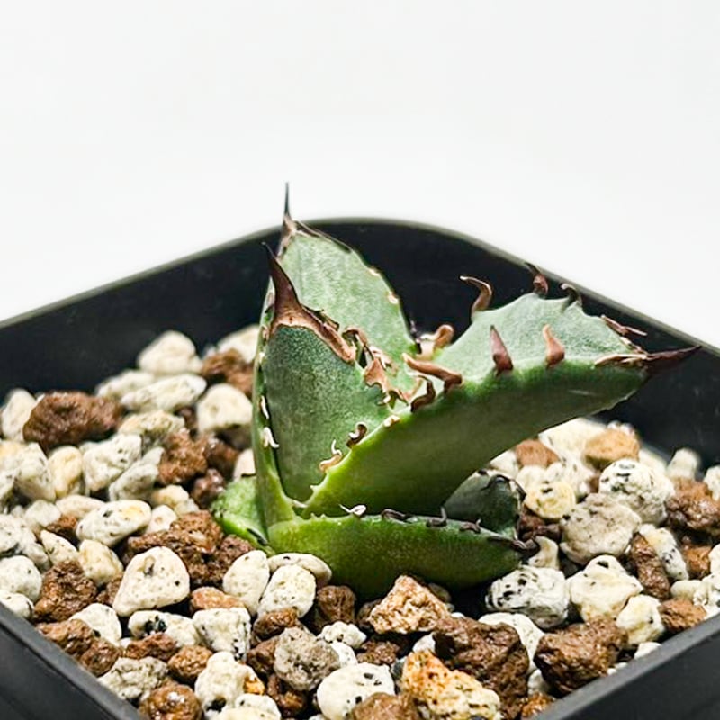 F12070☆オークション☆イラン産 アガベ チタノタ ドラゴンクロー 極上