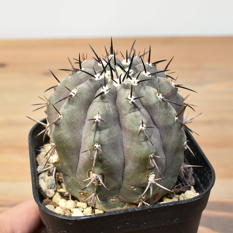 コピアポア シネレア 