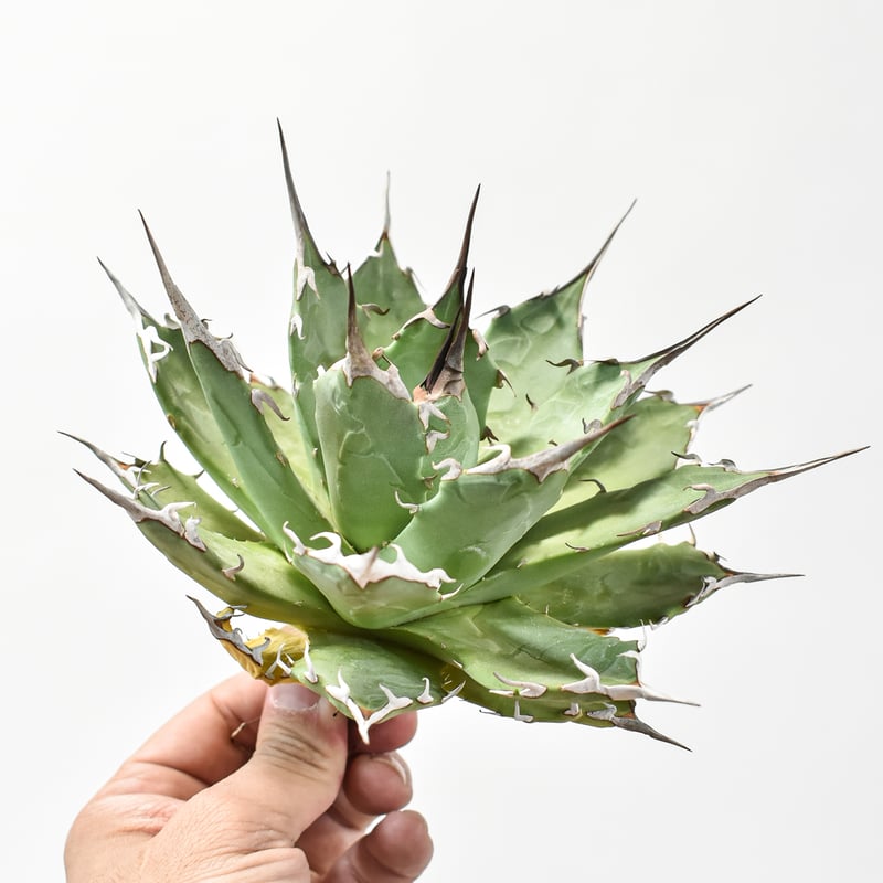 Agave Titanota アガベ チタノタ Dennisデニス白妖 縦斑 Agave Titanota アガベ チタノタ Dennisデニス白妖 縦斑 Agave