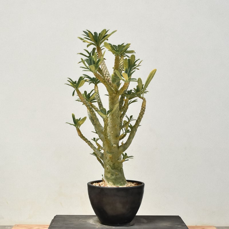 ドルステニア ギガス（発根済み）RF231442(T) | RAFLUM / ラフラム