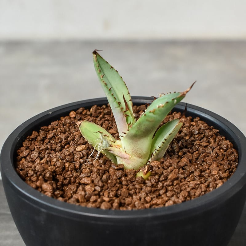 アガベ　COK 子株 アガベ チタノタ 