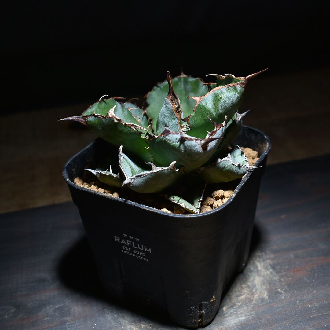 シ*プ様 F11455 ☆オークション販売☆ イラン産 アガベ チタノタ