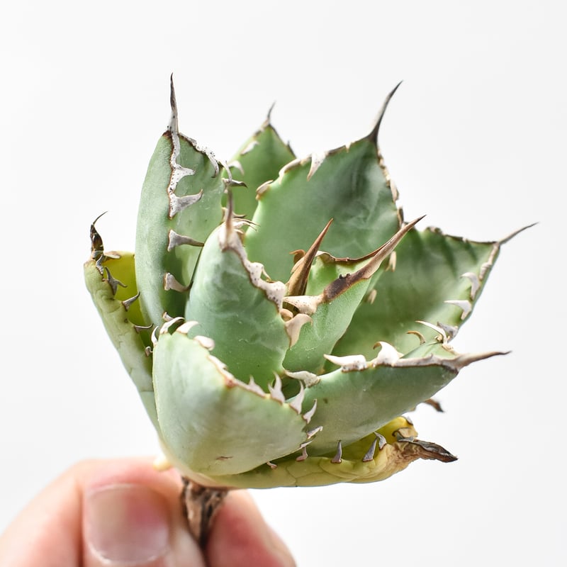 アガベ Dennis hybrid 甲妖x鬼爪（isthmnensis x utahensis