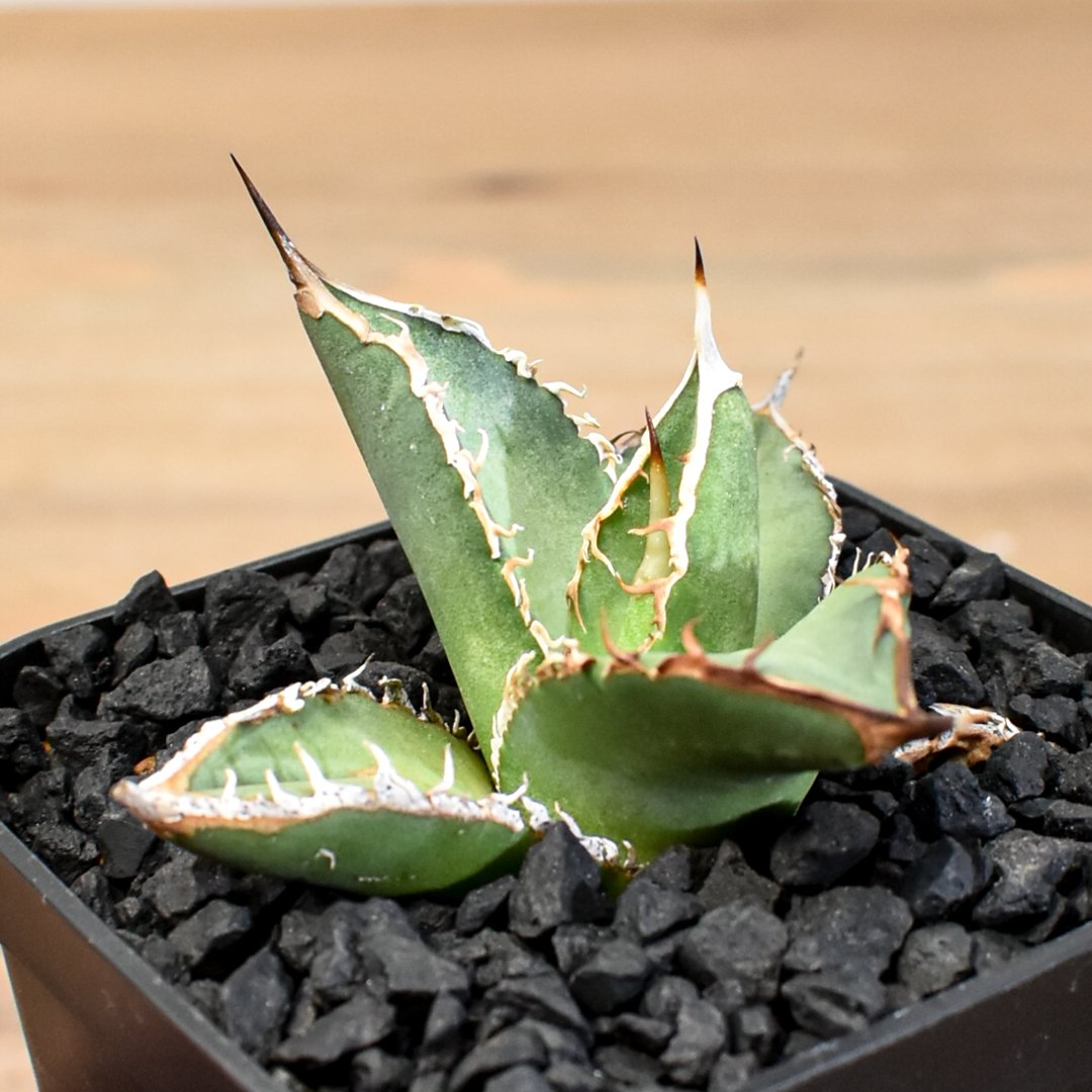 アガベ・チタノタ ハデス アガベ チタノタ ハデス | GREEN LUCK