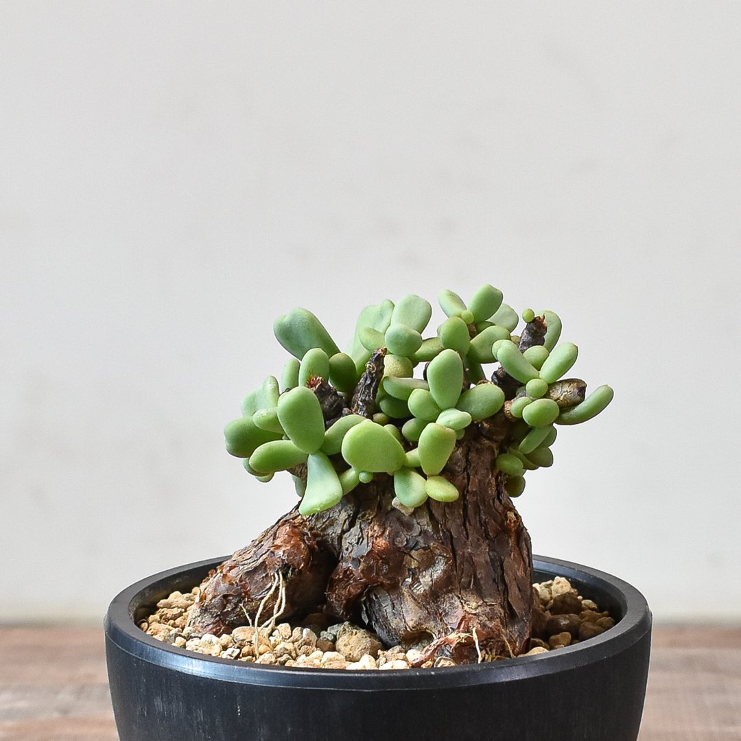 【最終値下げ】ケラリア・ピグマエア ケラリア ピグマエア 【発根済】T GM2402449 | RAFLUM