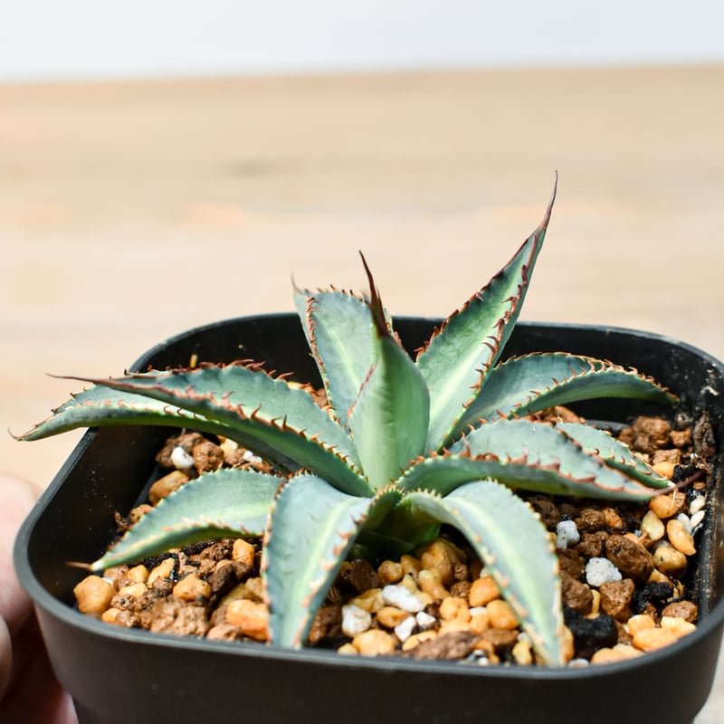 アガベ ハイブリット 