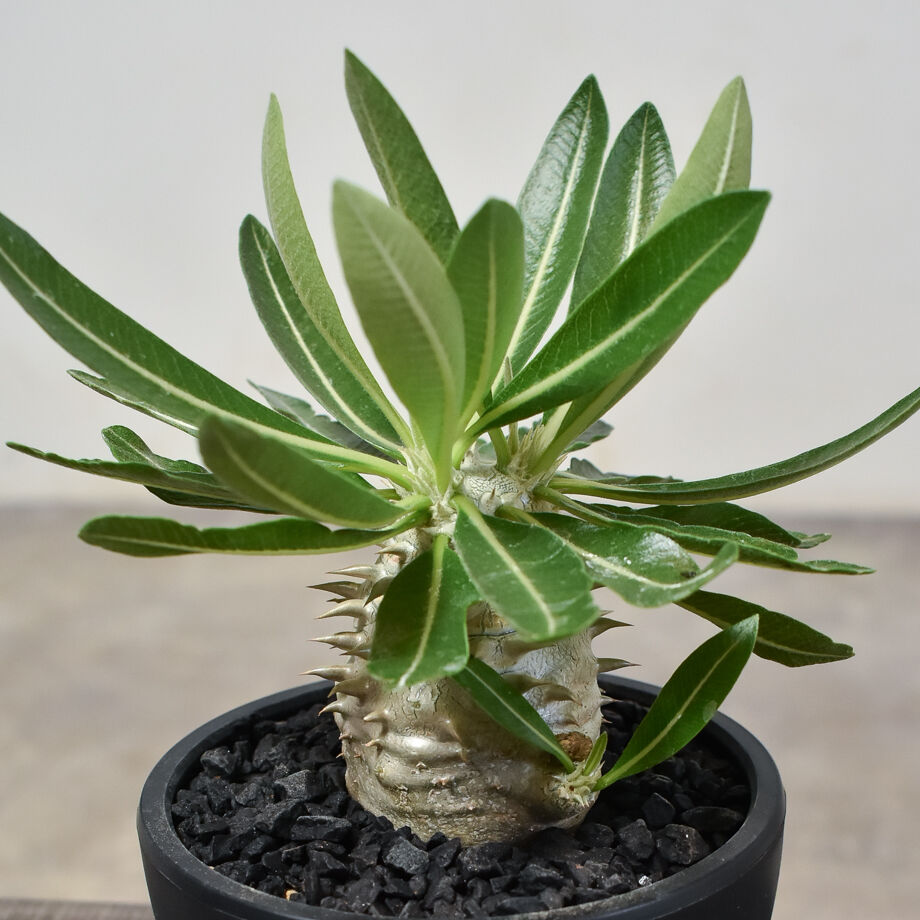 パキポディウム　デンシカウレ恵比寿大黒多頭株 パキポディウム・デンシカウレ 