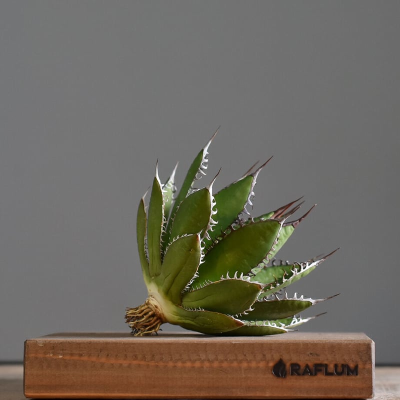 超特大 アガベ ホリダ　US輸入株　引き取り限定 超特大 アガベ ホリダ US輸入株 引き取り限定