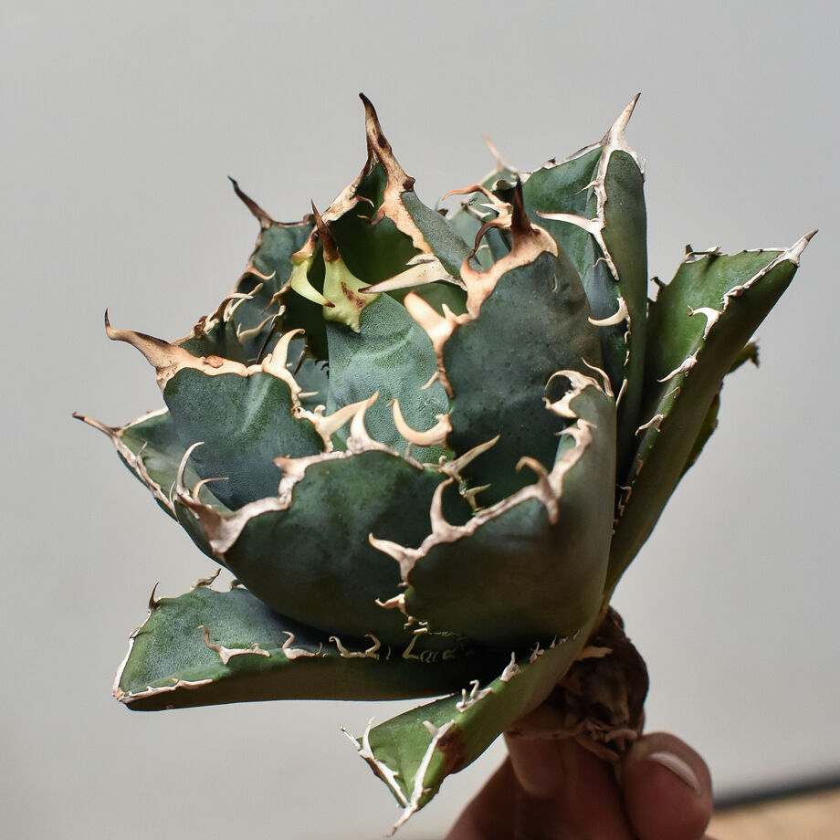 アガベ　チタノタ　白鯨　ボールタイプ　子株付き　コレクション株　抜き苗 アガベ チタノタ 白鯨 ボールタイプ 子株付き コレクション株 抜き苗