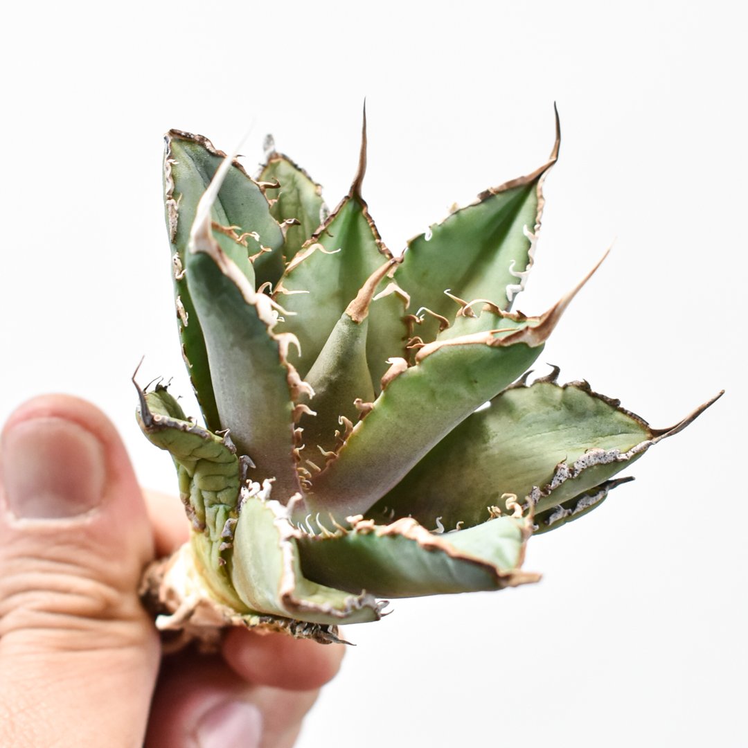 アガベ チタノタ毒蛇 w*y様 c5 超優秀血統 激アレ台湾産 多肉