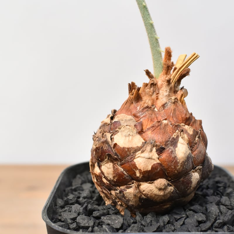 サイカス カイルンシアナ 【実生】RF25011359 | RAFLUM / ラフラム