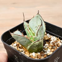 アガベ チタノタ "ドラゴンアガベ実生" 【台湾 dragon agave産/子株】DGC2408380