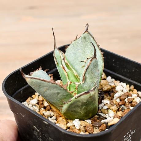 CATEGORY オテロイ / 実生 | RAFLUM / ラフラム｜東京、大阪の塊根植物