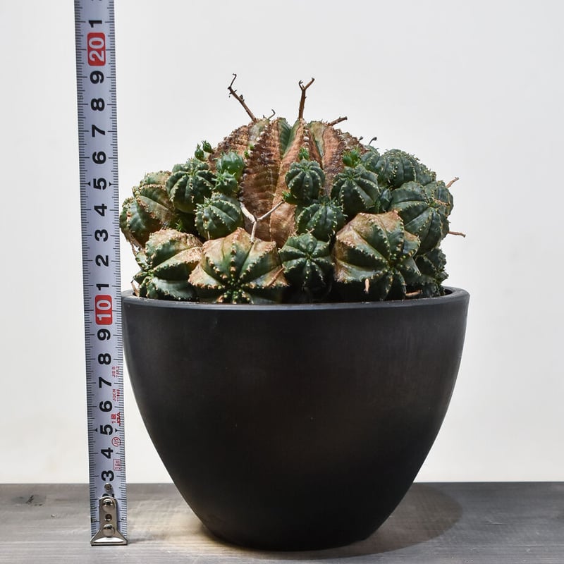 ユーフォルビアバリダ　群生　10年程管理 ユーフォルビア バリダ 群生 Euphorbia valida | mana's farm:塊