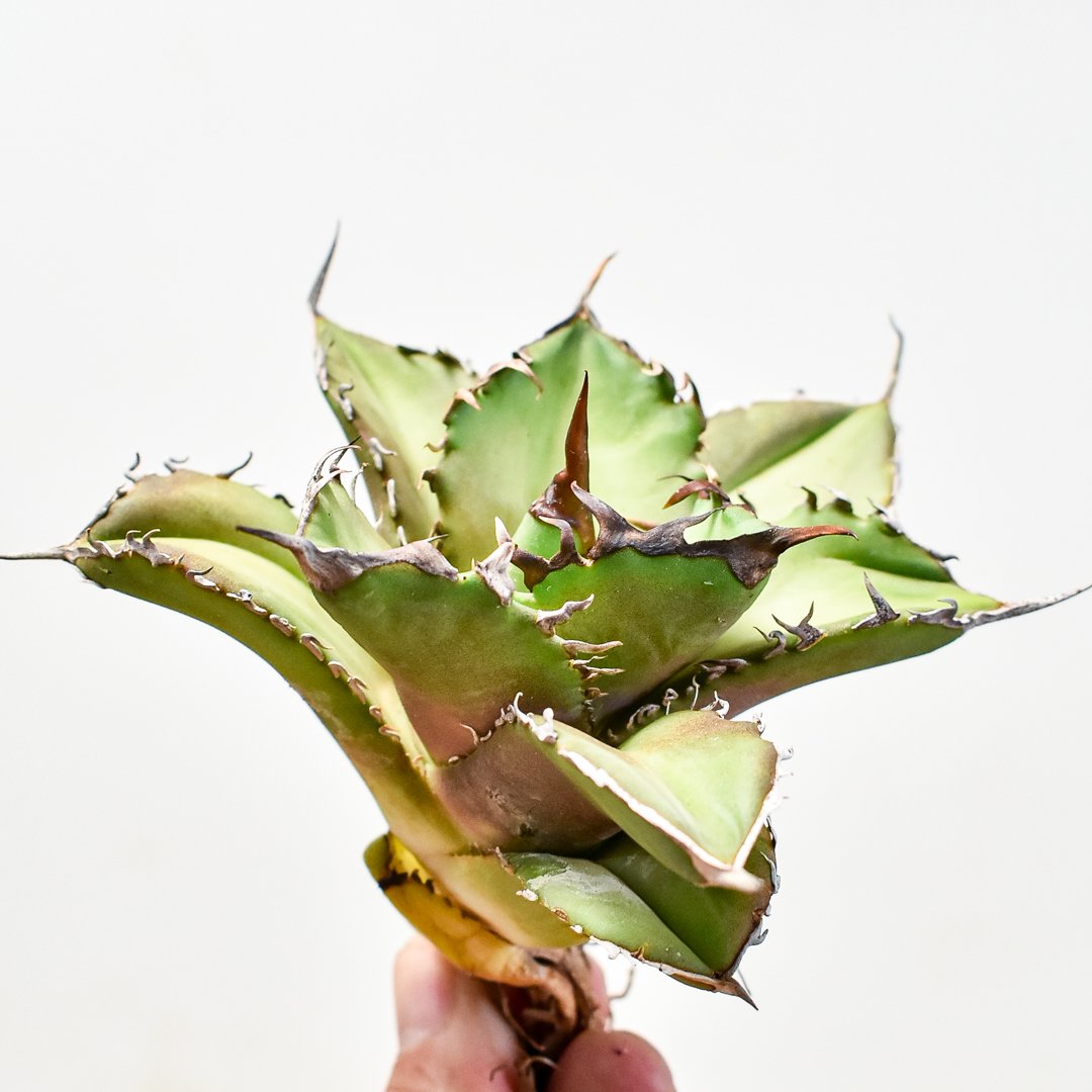 アガべ チタノタ 