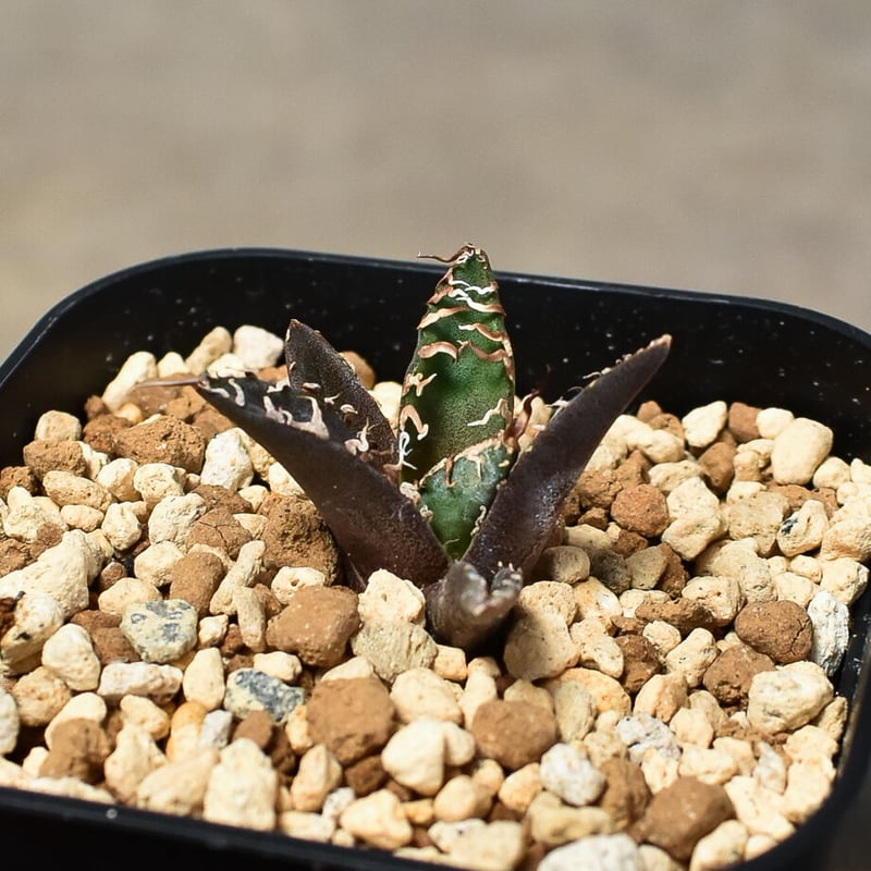 電柱 アガベ チタノタ シーザー OC株 活着済み！【子株3付き・陽炎】 ザ・ファームセレクト]アガベ：チタノタ シーザー（凱撤） 3号