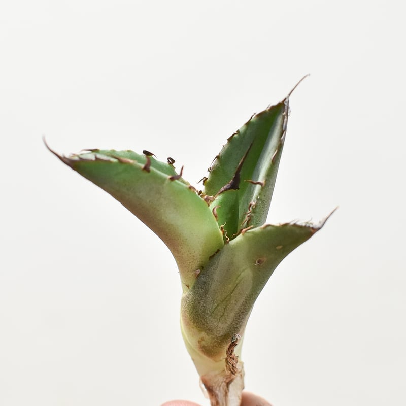 アガベ チタノタ 黒羽毛 特選 極上大子株 アガベ チタノタ 黒羽毛 子株