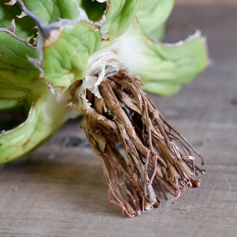 アガベ ホリダ（抜き苗）【早い者勝ち！輸入したばかりのスペシャル株