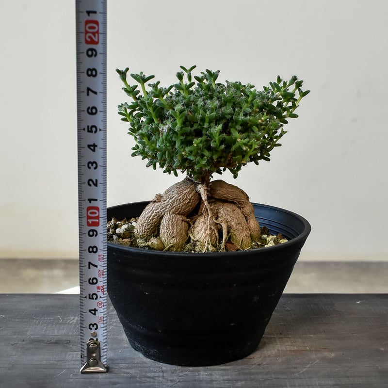 トリコディアデマ ブルボスム 