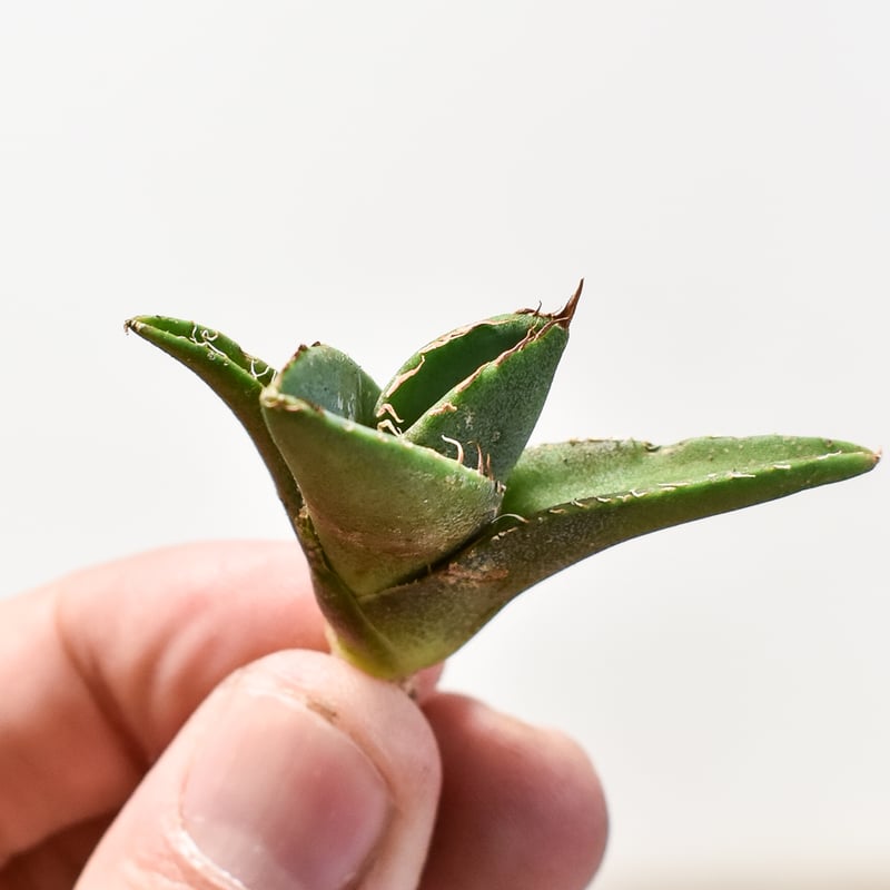 アガべ チタノタ 