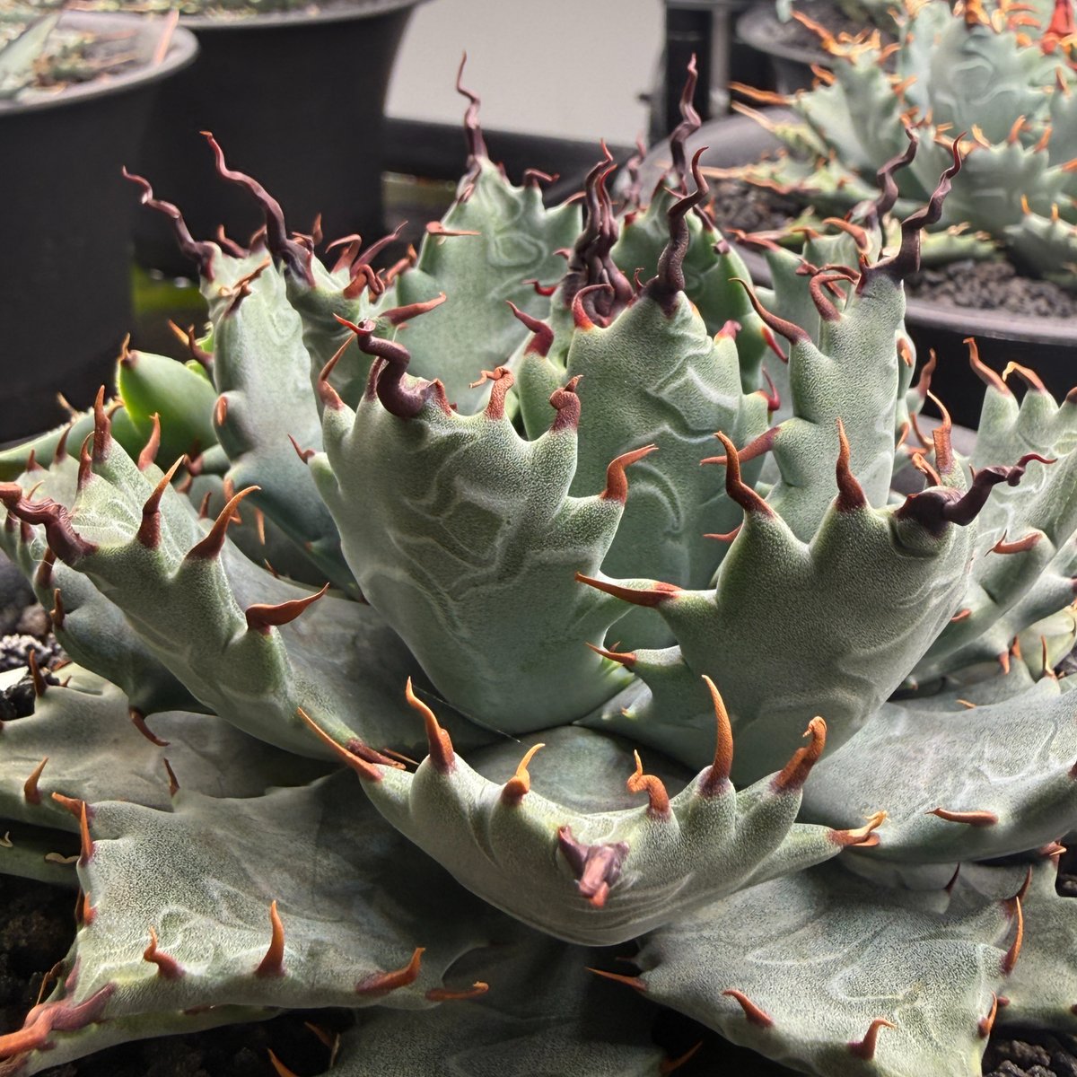 【goodtaniku】ハイブリッド　特白肌×妖炎　発根済み goodtaniku】ハイブリッド 特白肌×妖炎 発根済み goodtaniku