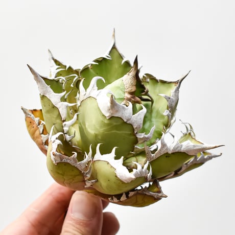 アガベ チタノタ レッドキャットウィーズル A01 【赤猫 台湾】 アガベ