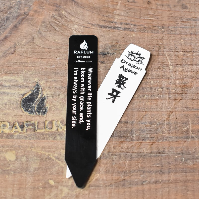 アガベ チタノタ スナグルトゥース 