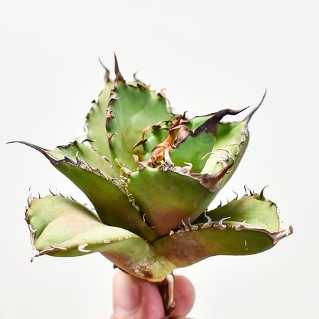 アガべ チタノタ  "大鋼牙" 【台湾産/子株/抜き苗】F DG2400855(T)