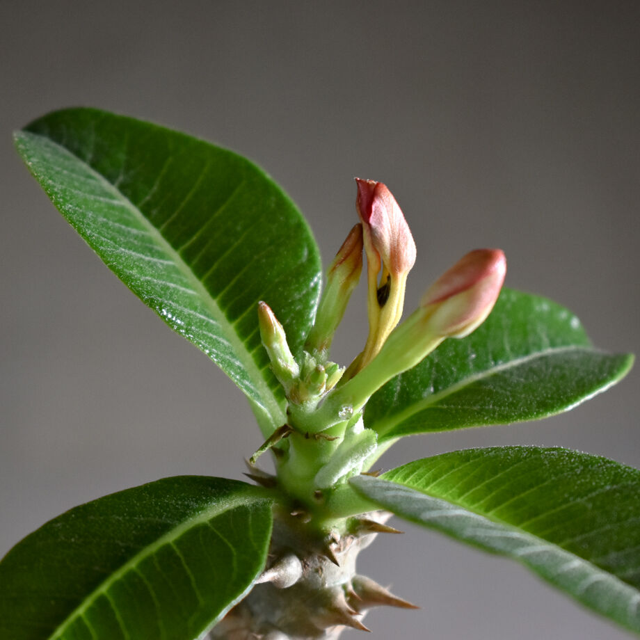 パキポディウム ウィンゾリー Lサイズ【現地株に匹敵する圧倒的な存在