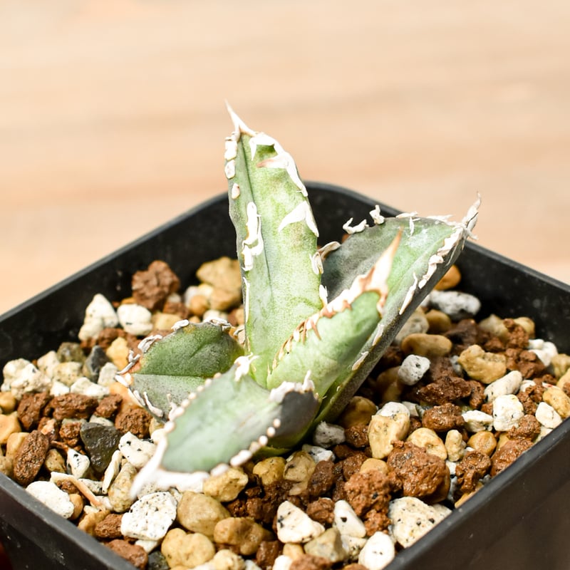 強刺台湾ゴジラ 激締り コンパクト チタノタ アガベ チタノタ 台湾ゴジラ / TG-01 | アガベ専門店 モンスターハウス