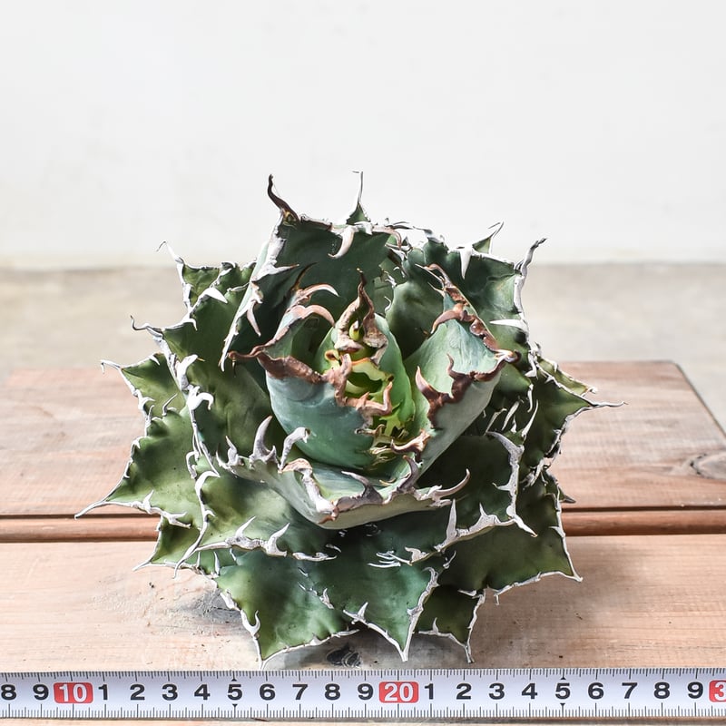 アガベ チタノタ　ルミナス　OC バラクーダ　狂刺夕映　ソーラーエクリプス悪魔的 アガベ チタノタ ルミナス OC バラクーダ 狂刺夕映 ソーラー