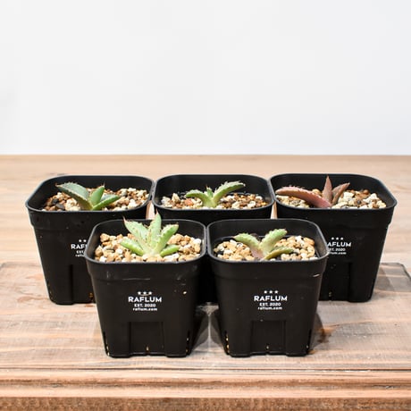 CATEGORY アガベ 実生苗 | RAFLUM / ラフラム｜東京、大阪の塊根植物